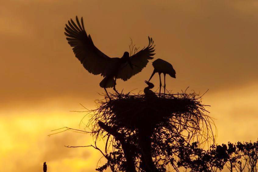 Pantanal Jungle Lodge Passo do Lontra ภายนอก รูปภาพ