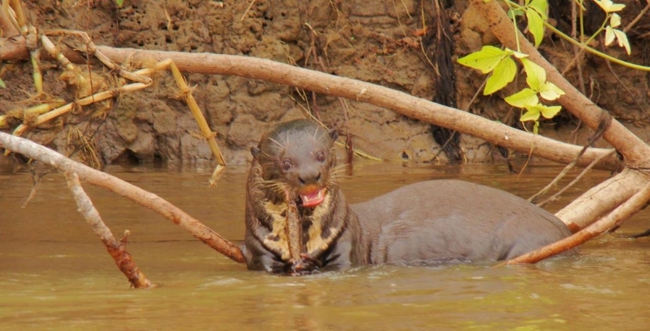Pantanal Jungle Lodge Passo do Lontra ภายนอก รูปภาพ
