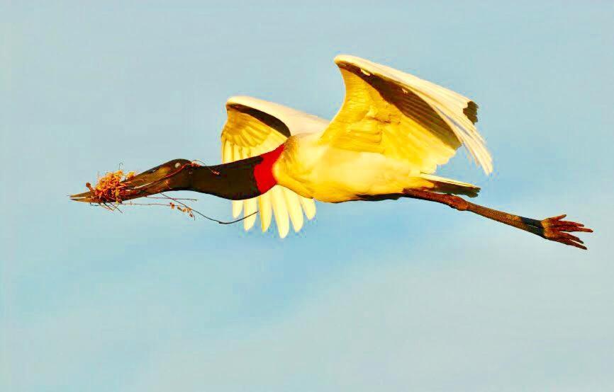 Pantanal Jungle Lodge Passo do Lontra ภายนอก รูปภาพ