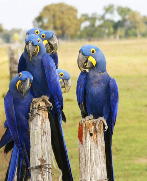 Pantanal Jungle Lodge Passo do Lontra ภายนอก รูปภาพ